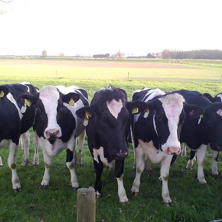 B&B Boerderij Wijtvliet Langeweg Eksteriør billede