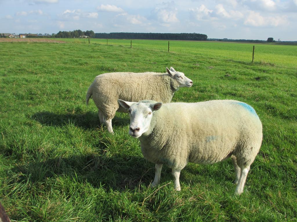 B&B Boerderij Wijtvliet Langeweg Eksteriør billede