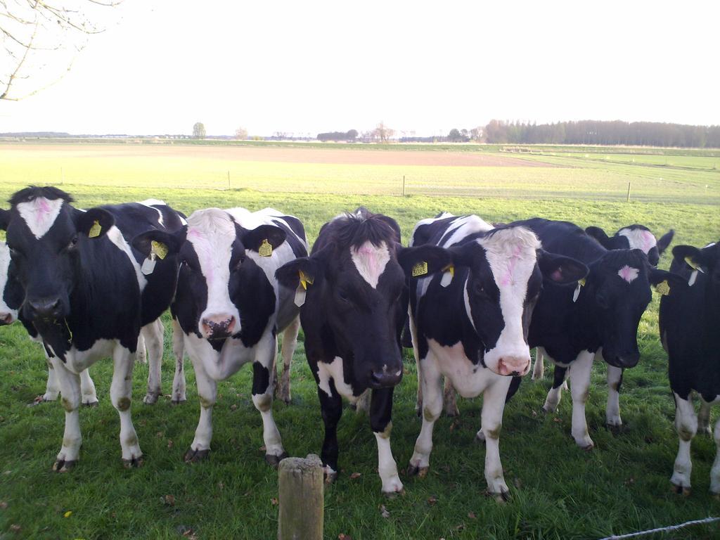 B&B Boerderij Wijtvliet Langeweg Eksteriør billede